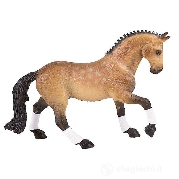 Cavalli - Trakehner Gelding (62658)