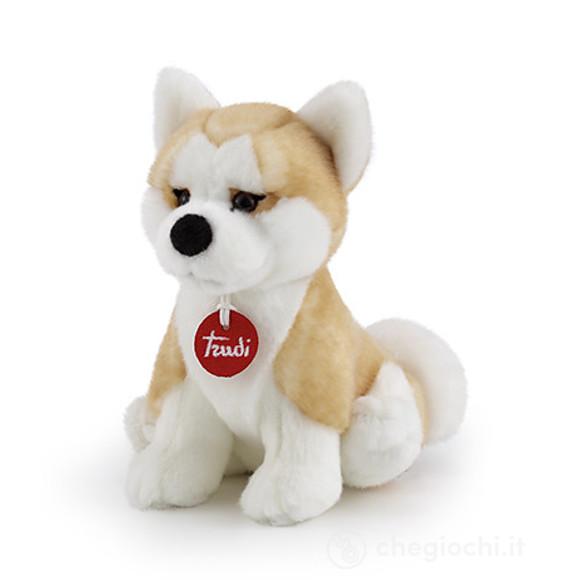 Akita Ascanio S (22663)