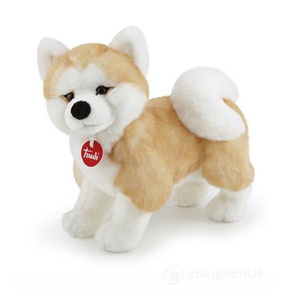 Akita Ascanio M (22664)