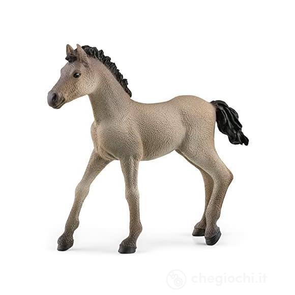 Criollo Definitivo Puledro (2513949)