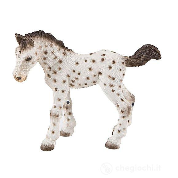 Cavalli - Knabstrupper Foal (62673)