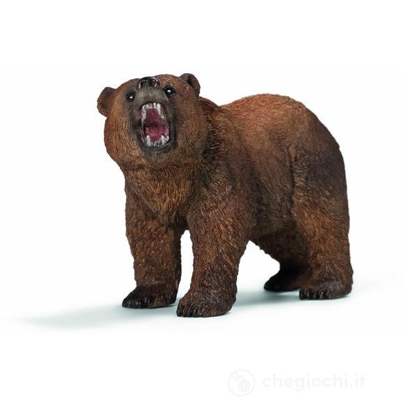 Maschio di Orso Grizzly (14685)