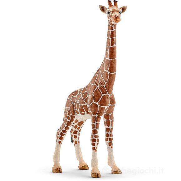 Femmina di Giraffa (14750)
