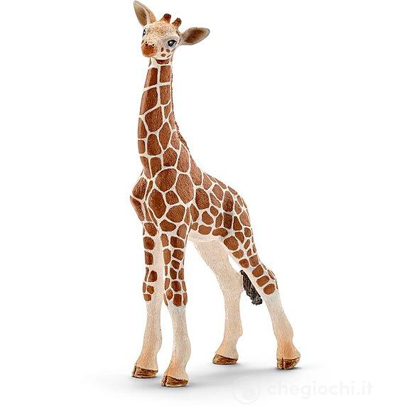 Cucciolo di Giraffa (14751)