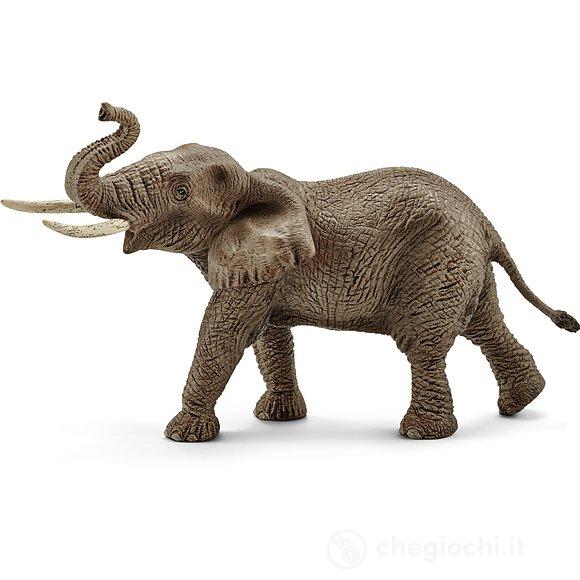 Elefante Africano Maschio (14762)