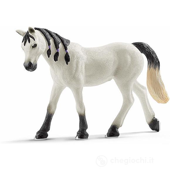 Cavalla Araba (2513908)