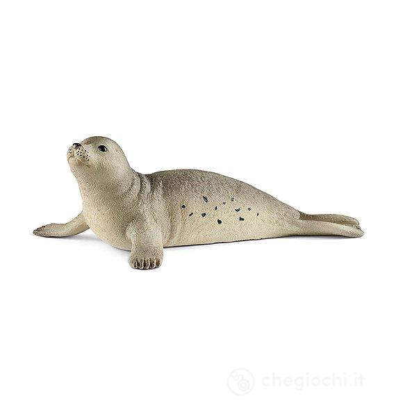 Foca (2514801)