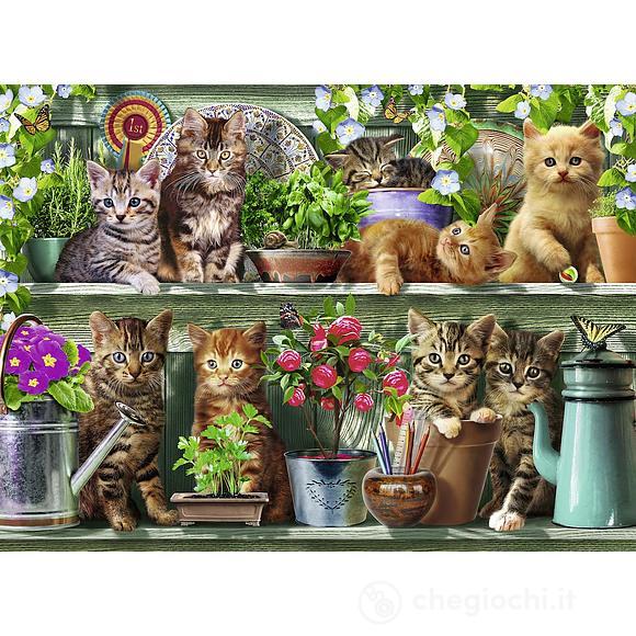 Gatto sullo scaffale (14824)