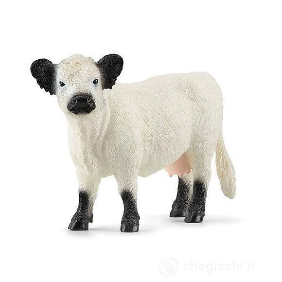 Mucca Galloway