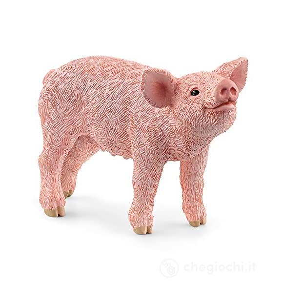 Maialino (2513934)