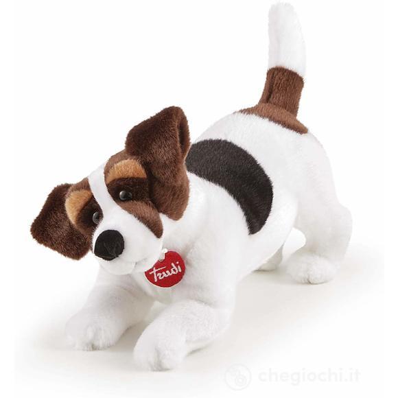 Jack Russel Jack M (22926)