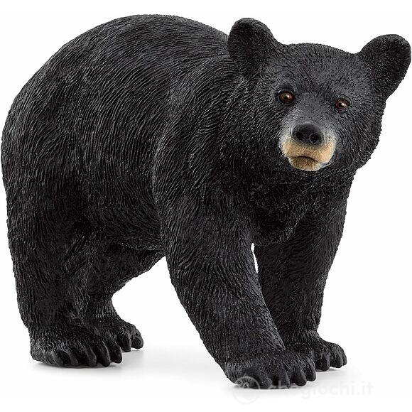 Orso nero americano (14869)