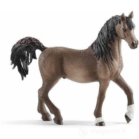Stallone Arabo (2513907)