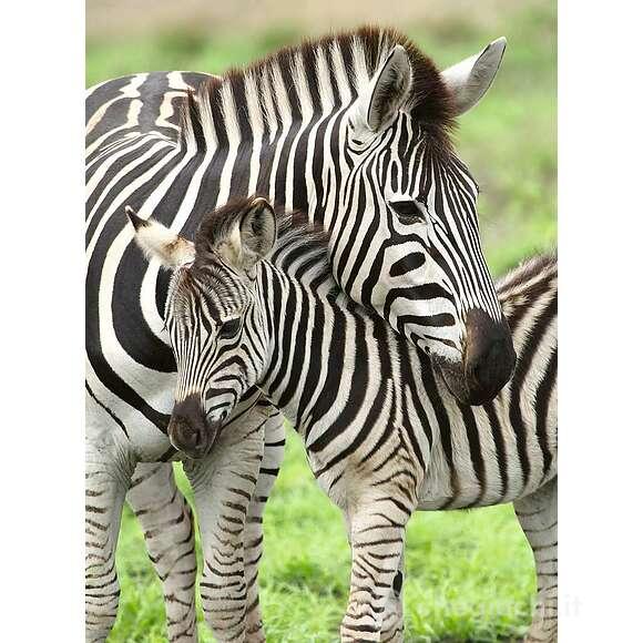 Amore di zebra 300 pezzi XXL (12948)