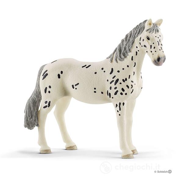 Cavalla Knabstrupper (2513910)